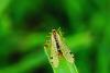 323584 – Photo : Guillaume Huot-Marchand – France (88)