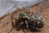 323249 – Photo : Christian Berquer – France (05)