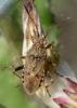 323675 – Photo : Liliane Delattre – France (30)