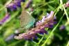 323979 – Photo : Christian Peyron – France (31)