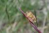 323286 – Photo : BourrinOman – France (05)