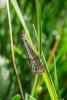 323283 – Photo : BourrinOman – France (05)