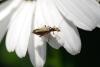323717 – Photo : BourrinOman – France (83)