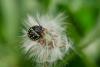 323654 – Photo : BourrinOman – France (83)