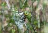 323121 – Photo : pierre juliand – France (07)