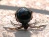 323284 – Photo : Bernard LAVIRON – France (31)