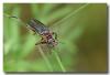 323208 – Photo : DUBOIS Yves – France (01)