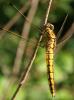 323522 – Photo : Phil49 – France (49)