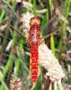 323800 – Photo : Phil49 – France (49)