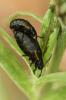 323779 – Photo : Rémy VALEIX – France (26)