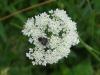 323149 – Photo : Centelles – France (47)