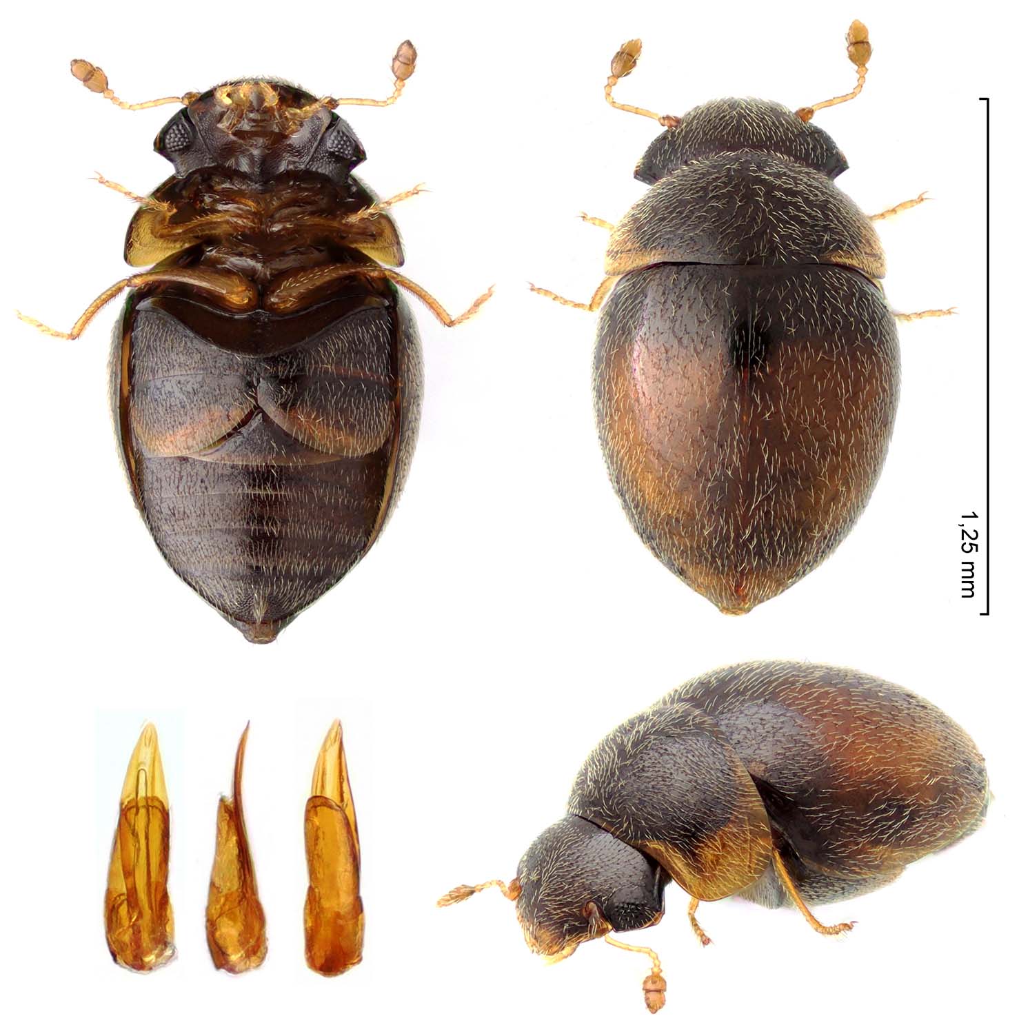 Emmanuel Gay - Clambus pubescens - réf. 323951 (1478 x 1500 pixels, 199 ko)