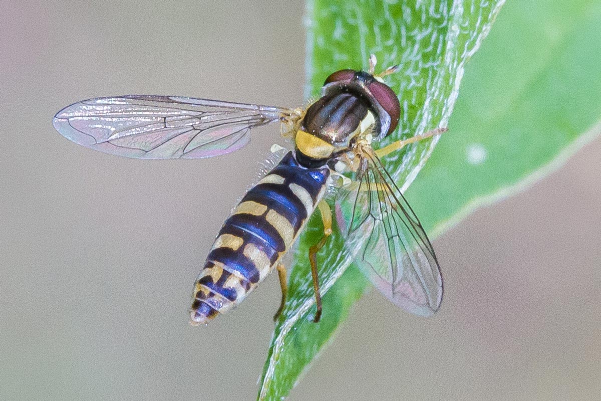 Jean-Claude Lablanquie - Sphaerophoria sp. - réf. 323959 (1200 x 800 pixels, 219 ko)