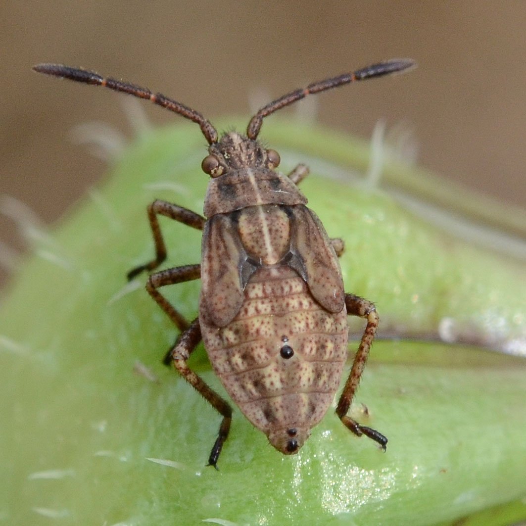 Liliane Delattre - Stictopleurus abutilon - réf. 323671 (1063 x 1063 pixels, 149 ko)