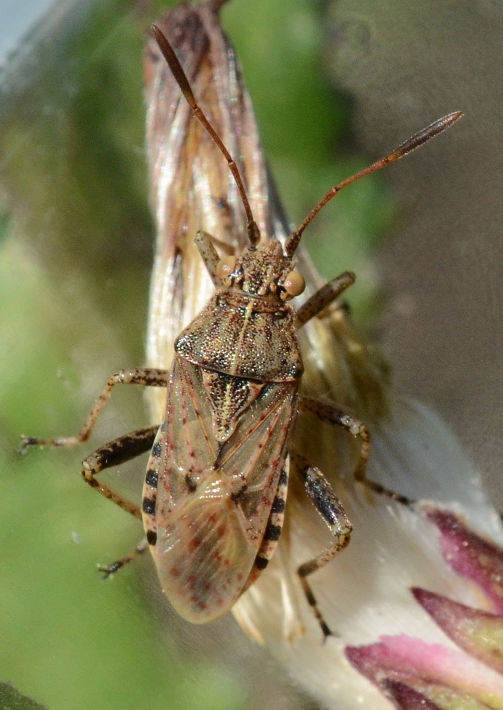 Liliane Delattre - Stictopleurus abutilon - réf. 323675 (1004 x 1417 pixels, 190 ko)