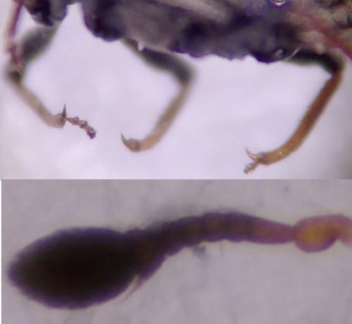 Réf. 324 725 : Bagous limosus