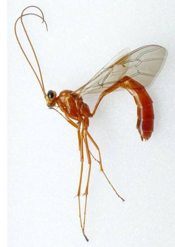 Réf. 324 854 : Enicospilus sp.