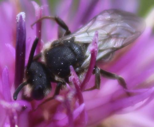 Réf. 324 768 : Aglaoapis tridentata