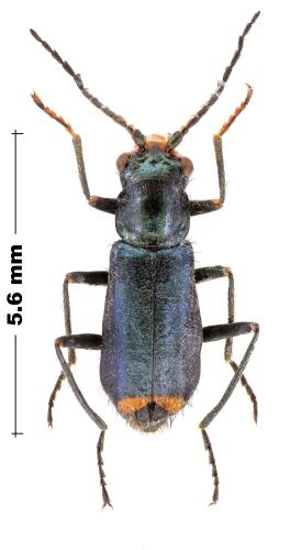 Clanoptilus sp.