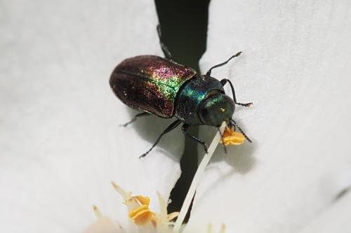 Réf. 324 891 : Anthaxia sp.