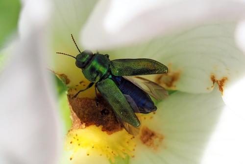 Anthaxia podolica