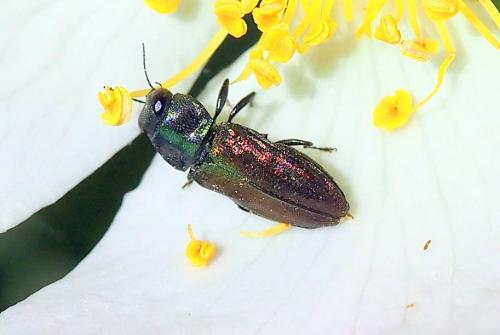 Réf. 324 711 : Anthaxia sp.