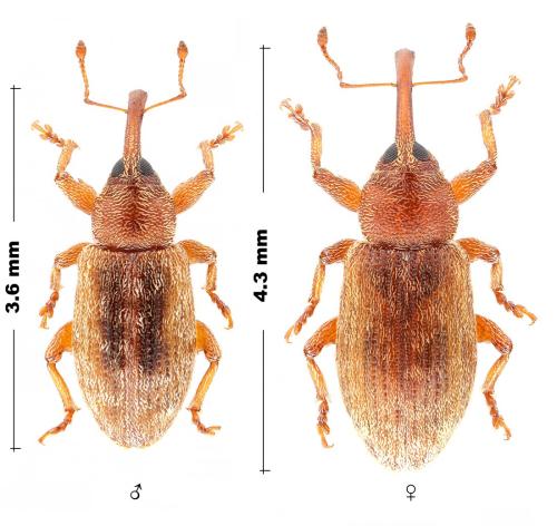 Réf. 324 532 : Dorytomus melanophthalmus