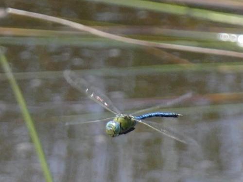 Anax imperator