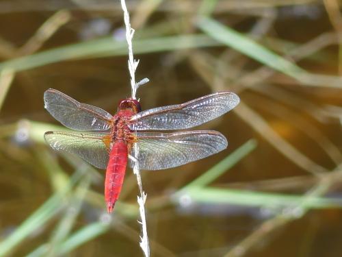 Réf. 324 184 : Crocothemis erythraea