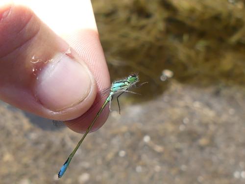 Ischnura elegans