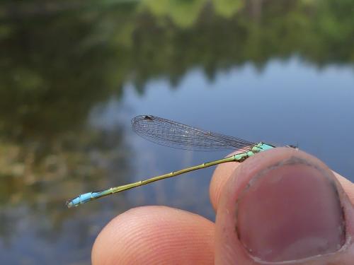 Ischnura elegans
