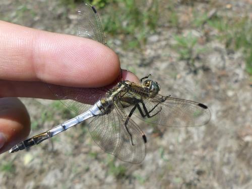 Orthetrum albistylum