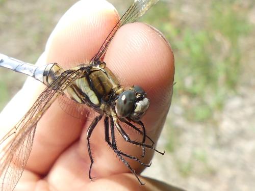 Orthetrum albistylum