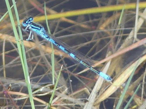 Réf. 324 295 : Coenagrion scitulum