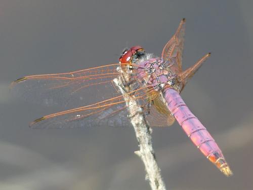 Trithemis annulata