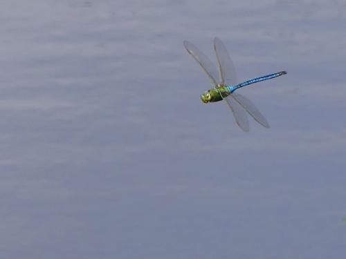 Anax imperator
