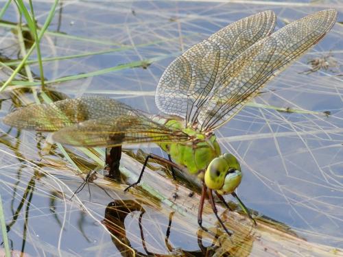 Réf. 324 289 : Anax imperator
