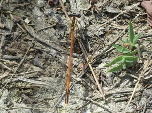 Réf. 324 301 : Platycnemis acutipennis