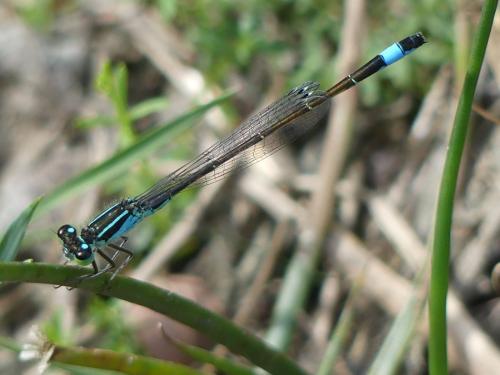 Ischnura elegans