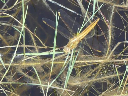 Réf. 324 294 : Crocothemis erythraea