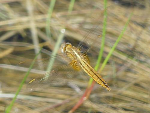 Réf. 324 293 : Crocothemis erythraea