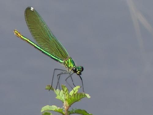 Calopteryx sp.