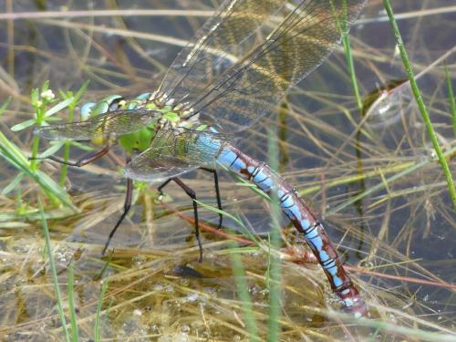Anax imperator
