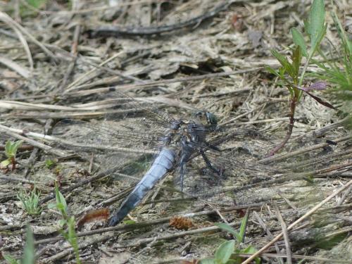 Orthetrum cancellatum