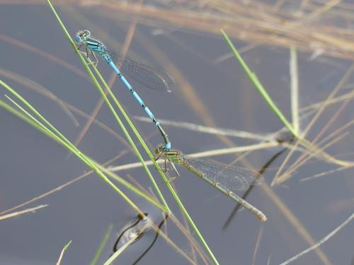 Erythromma lindenii