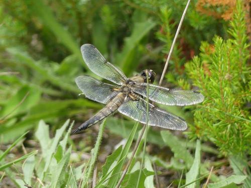 Réf. 324 292 : Libellula quadrimaculata