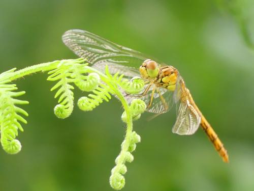 Sympetrum meridionale