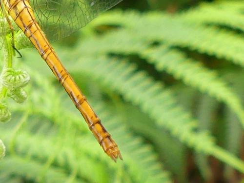 Sympetrum meridionale