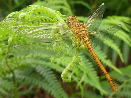 Sympetrum meridionale