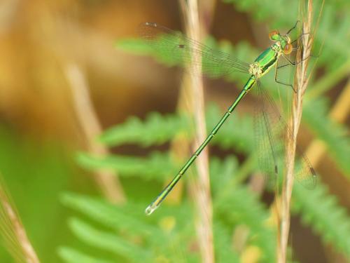 Lestes virens